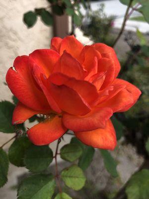 photo of Samantha D.