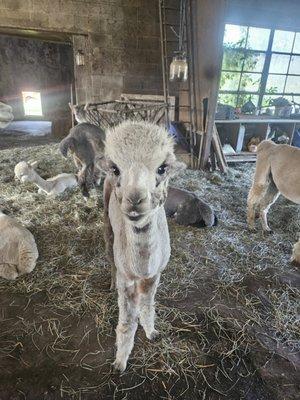 photo of Pete Gollin ..