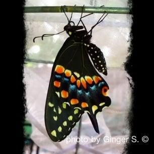 photo of Ginger S.