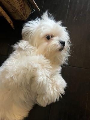 photo of Isabella L.