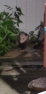 Photo of Evette E.