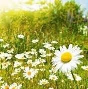 photo of Satabria R.