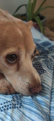 photo of Tatertot U.