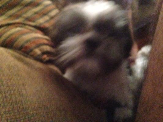 Photo of Rocket D.