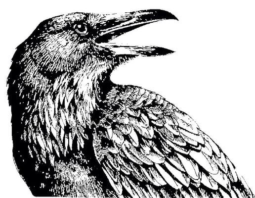 Photo of Raven L.