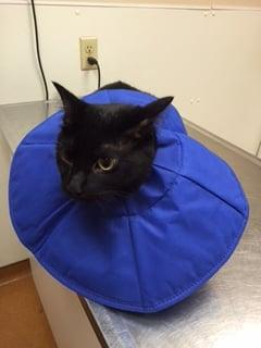 photo of Patricia H.