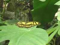 photo of Charlene L.