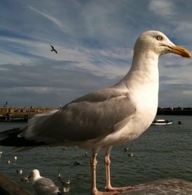 photo of StevenSeagull ..