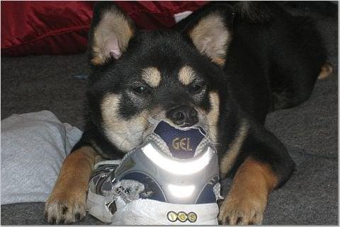 Photo of Toshi B.
