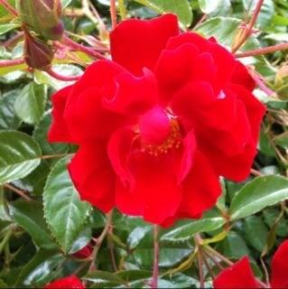 photo of Missbooglet T.