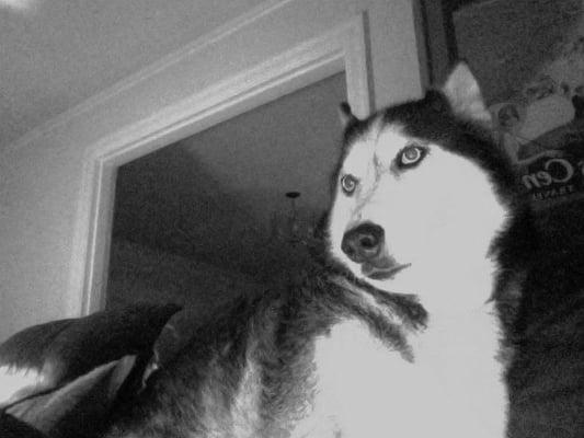 photo of PieTheSwingCat T.