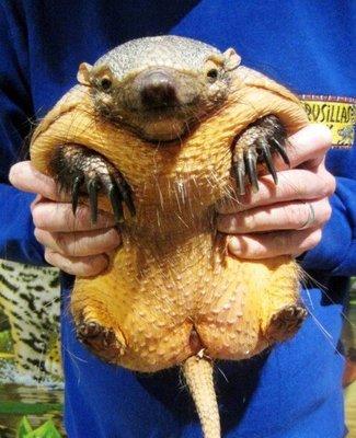 photo of PudgyArmadillo ..