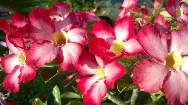 photo of Charlene M.