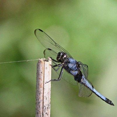 Photo of Kimberly S.