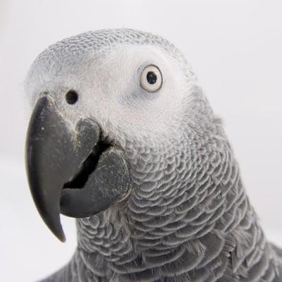 Photo of Swearing B.