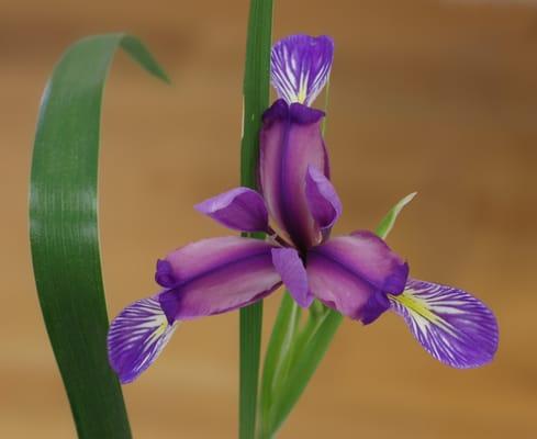 Photo of Iris A.