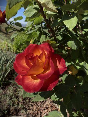 Photo of Cindi S.