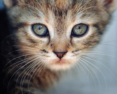 Photo of Tabitha G.