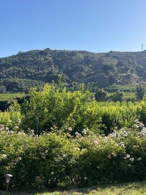 photo of Wednesday H.