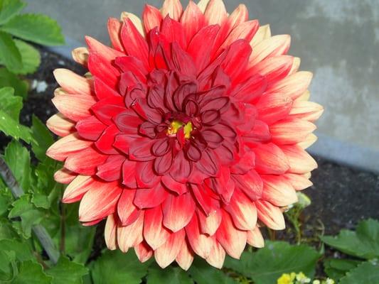 photo of Stephanie D.