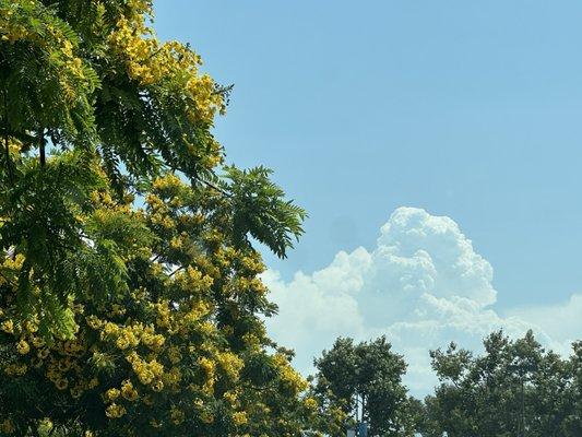 photo of Carolina B.