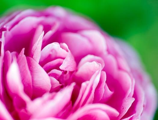 photo of Stephanie M.