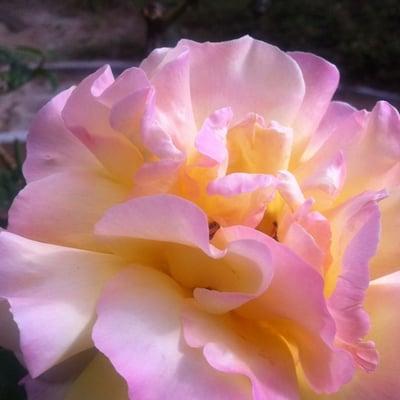 photo of Francine C.