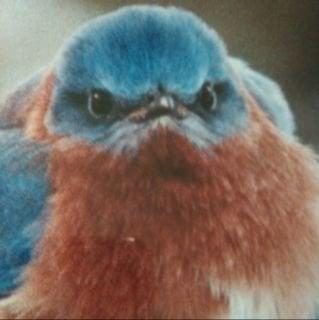 Photo of Normajean C.