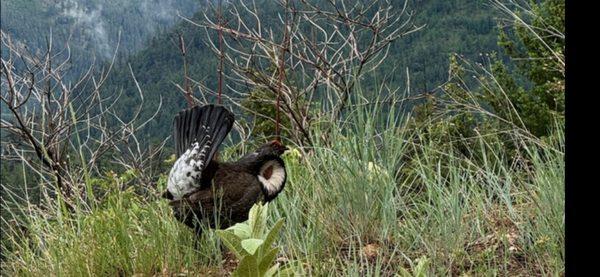 photo of Aceyorba L.