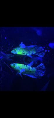 photo of Fluorescent B.