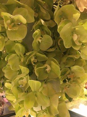 photo of Hephezia C.