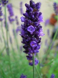 photo of Mary Kate M.