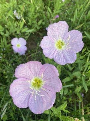 photo of Michelle S.