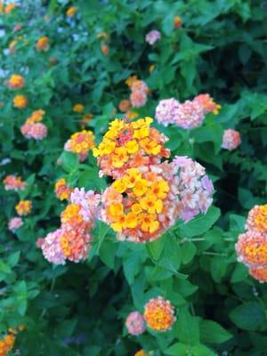 Photo of Chrissie S.