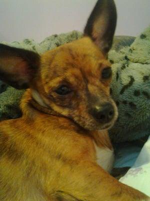 photo of Brittanie C.