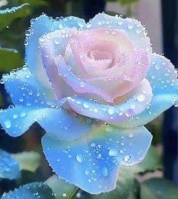 photo of Christine D.