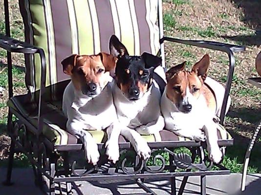 photo of LouieRocco I.