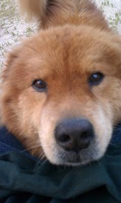 Photo of Doggy I.