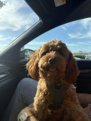 Photo of Belle J.