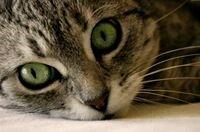 Photo of Kitty M.