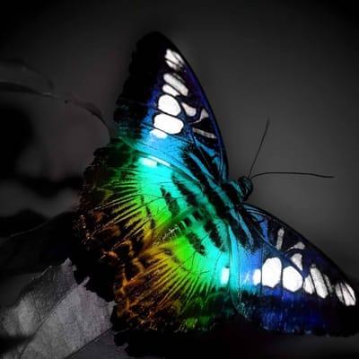 Photo of Souljourner H.