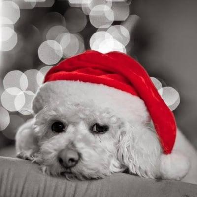 photo of Salvatore K.