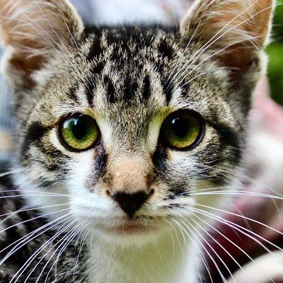 photo of Katarinah A.