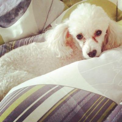 Photo of Angel S.