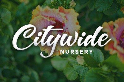 Photo of Citywide Nursery I.