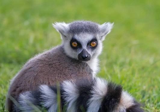 Photo of Lemur R.