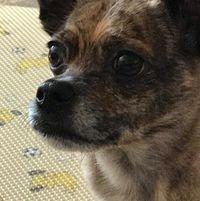 photo of Roblox Fan G.