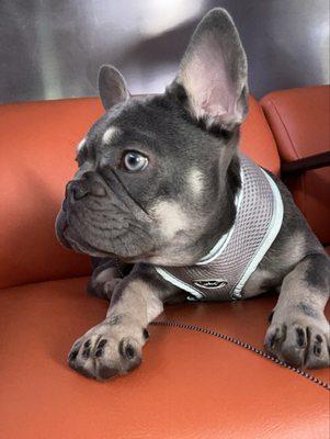 photo of Pineapple P.