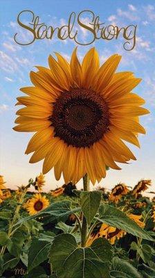 photo of VenusGemini E.