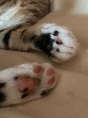 Photo of ThatCatGirl T.